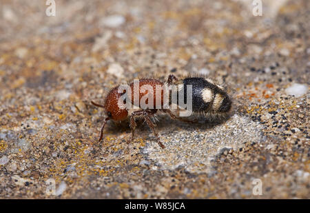 Ant de velours (Mutillidae) Minorque.. Mai. Banque D'Images