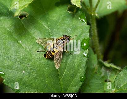 Hoverfly (Helophilus pendulus) sur feuille, Sussex, England, UK. Juillet. Banque D'Images