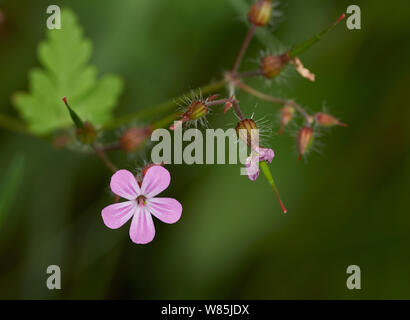 Herb Robert (Geranium robertianum) fleur, Sussex, England, UK. De juin. Banque D'Images