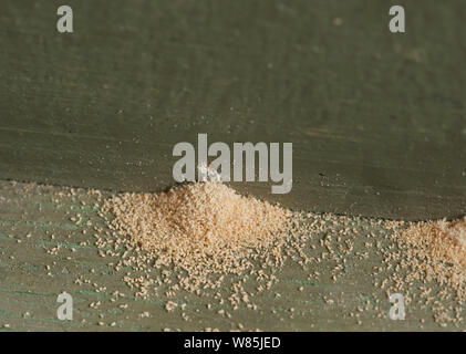 Woodworm Golf Polo ou le mobilier asiatique (Anobium punctatum) trous avec la poussière ou la poudre produite par la larve. Angleterre, Royaume-Uni. Banque D'Images