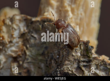 Woodworm Golf Polo / Mobilier asiatique (Anobium punctatum) se nourrissant de bois, England, UK. Février. Banque D'Images