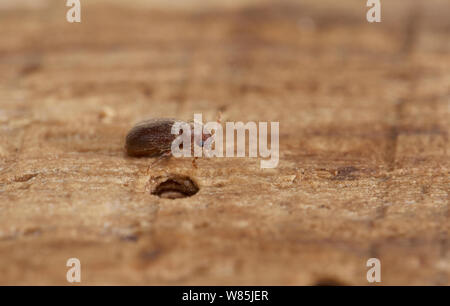 Woodworm Golf Polo ou le mobilier asiatique (Anobium punctatum) sur bois avec trou. Angleterre, Royaume-Uni. Février. Banque D'Images