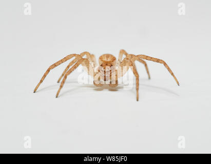 L'exécution de l'araignée crabe (Philodromus dispar) mâles immatures. Sussex, Angleterre, Royaume-Uni. Octobre. Banque D'Images