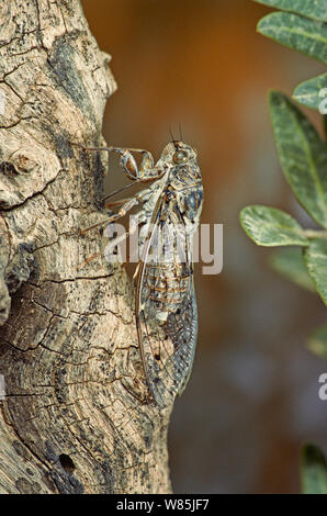 Cigale Cicada orni (européenne) se nourrissant d'un olivier, France. Avril. Banque D'Images