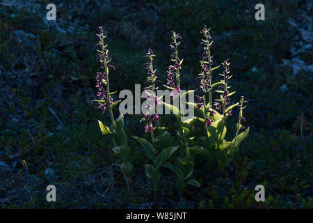 Dark red helleborine (Epipactis atrorubens), Reinoya, Porsanger, Finnmark, Norvège. Banque D'Images