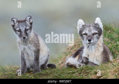 Le renard arctique (Alopex lagopus) et adultes cub, Parc National de Dovrefjell-Sunndalsfjella, Norvège, juillet. Banque D'Images