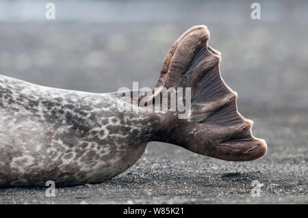 / Commun phoque commun (Phoca vitulina) close up de queue, Jokulsarlon, Islande, mai. Banque D'Images