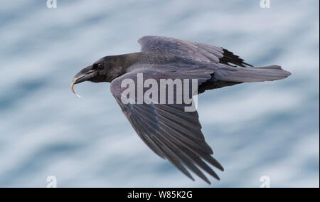 Grand corbeau (Corvus corax) avec du poisson volé d'oiseaux de mer dans les oiseaux Hornøya falaise, la Norvège. Banque D'Images
