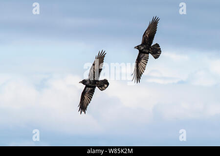 Le grand corbeau (Corvus corax) deux en vol contre ciel nuageux, Hornoya bird falaise, la Norvège. Mars. Banque D'Images