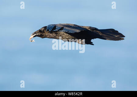 Grand corbeau (Corvus corax) avec des poissons volés dans les oiseaux de mer, oiseaux Hornoya falaise, la Norvège. Mars. Banque D'Images