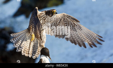 Le Faucon gerfaut (Falco rusticolus) en vol avec guillemot proie. Birdcliff Hornøya. Le Finnmark, Norvège. Mars Banque D'Images