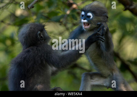 Singe feuille sombre (Trachypithecus obscurus) bébés jouant . Khao Sam Roi Yot National Park, Thaïlande. Banque D'Images