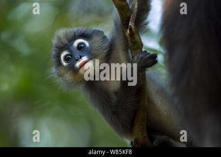 Singe feuille sombre (Trachypithecus obscurus) baby . Khao Sam Roi Yot National Park, Thaïlande. Mars 2015. Banque D'Images