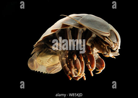 Deepsea géant Bathynomus giganteus (isopodes) spécimen de l'océan Atlantique Sud, près de la côte du Brésil, à une profondeur de 800 m. Banque D'Images
