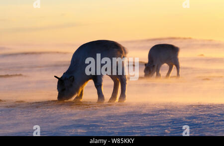 Renne du Svalbard (Rangifer tarandus platyrhynchus) deux nourriture au coucher du soleil, Svalbard, Norvège. Avril. Banque D'Images