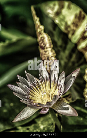 Lotus blanc ou lily, Nelumbo nucifera, également connu sous le nom de Indian lotus, lotus sacré, haricot de l'Inde Banque D'Images