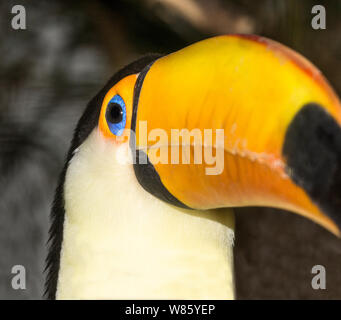 Toucan Toco (Ramphastos toco).Un des plus grands de la facturation des toucans Banque D'Images
