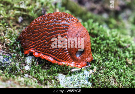 La Limace rouge rufus Arion ater {}.Une grande sauteuse robuste commune dans ma région sud-ouest de la France.Cela semble être une posture de défense. Banque D'Images