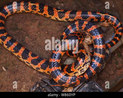 Un serpent rouge et noir Lycodon mange un crapaud dans le puits à la maison d'un fermier chinois à Beijing, Chine, 29 août 2016. Un serpent était rouge et noir Banque D'Images