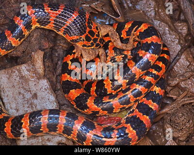 Un serpent rouge et noir Lycodon mange un crapaud dans le puits à la maison d'un fermier chinois à Beijing, Chine, 29 août 2016. Un serpent était rouge et noir Banque D'Images