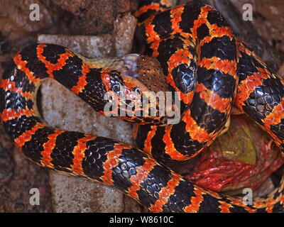 Un serpent rouge et noir Lycodon mange un crapaud dans le puits à la maison d'un fermier chinois à Beijing, Chine, 29 août 2016. Un serpent était rouge et noir Banque D'Images