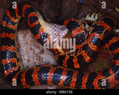 Un serpent rouge et noir Lycodon mange un crapaud dans le puits à la maison d'un fermier chinois à Beijing, Chine, 29 août 2016. Un serpent était rouge et noir Banque D'Images