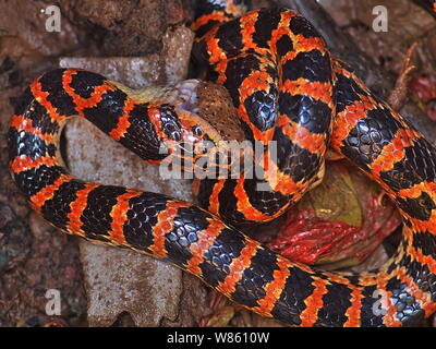 Un serpent rouge et noir Lycodon mange un crapaud dans le puits à la maison d'un fermier chinois à Beijing, Chine, 29 août 2016. Un serpent était rouge et noir Banque D'Images