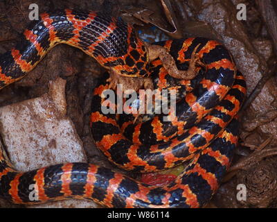 Un serpent rouge et noir Lycodon mange un crapaud dans le puits à la maison d'un fermier chinois à Beijing, Chine, 29 août 2016. Un serpent était rouge et noir Banque D'Images