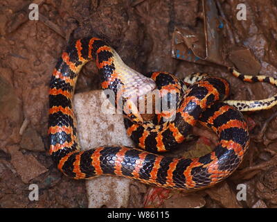 Un serpent rouge et noir Lycodon mange un crapaud dans le puits à la maison d'un fermier chinois à Beijing, Chine, 29 août 2016. Un serpent était rouge et noir Banque D'Images