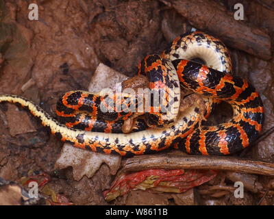 Un serpent rouge et noir Lycodon mange un crapaud dans le puits à la maison d'un fermier chinois à Beijing, Chine, 29 août 2016. Un serpent était rouge et noir Banque D'Images