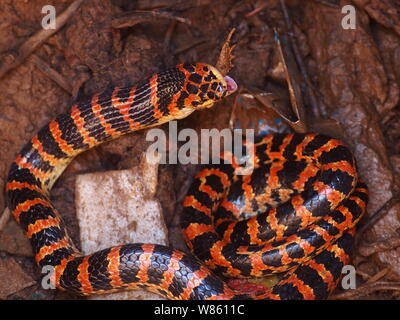 Un serpent rouge et noir Lycodon mange un crapaud dans le puits à la maison d'un fermier chinois à Beijing, Chine, 29 août 2016. Un serpent était rouge et noir Banque D'Images