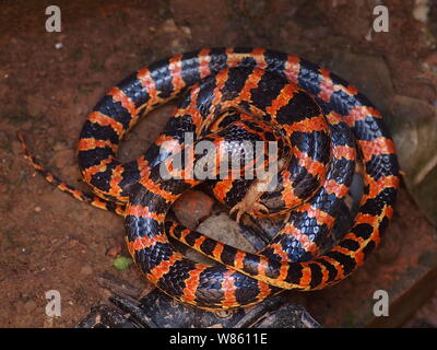 Un serpent rouge et noir Lycodon mange un crapaud dans le puits à la maison d'un fermier chinois à Beijing, Chine, 29 août 2016. Un serpent était rouge et noir Banque D'Images