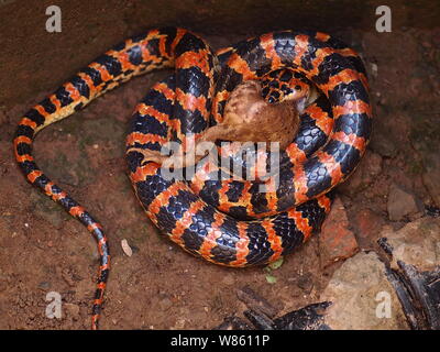 Un serpent rouge et noir Lycodon mange un crapaud dans le puits à la maison d'un fermier chinois à Beijing, Chine, 29 août 2016. Un serpent était rouge et noir Banque D'Images