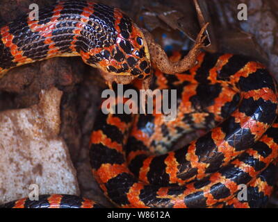 Un serpent rouge et noir Lycodon mange un crapaud dans le puits à la maison d'un fermier chinois à Beijing, Chine, 29 août 2016. Un serpent était rouge et noir Banque D'Images