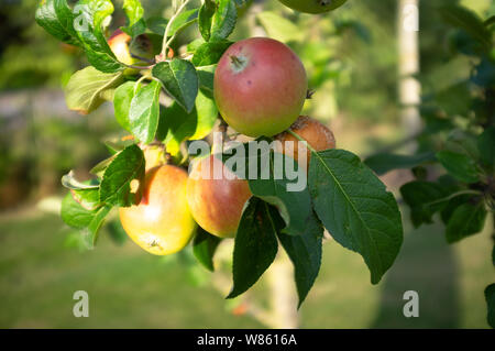 La maturation des pommes et prêt à prendre Banque D'Images