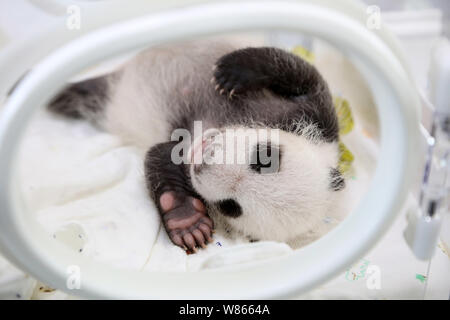 Un mois grand panda cub est représenté dans un incubateur à la base de la Shanghai China Conservation and Research Center for the Giant Panda dans Banque D'Images