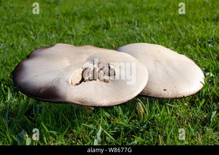 Les champignons poussant sur un jardin pelouse Banque D'Images