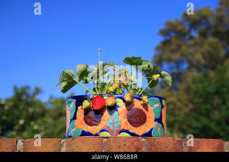 Belle luscious à parfaite maturité de la fraise au soleil d'été Banque D'Images