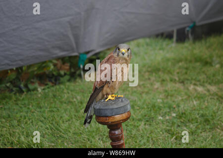 Les oiseaux de proie au comté de Lambeth Show Banque D'Images