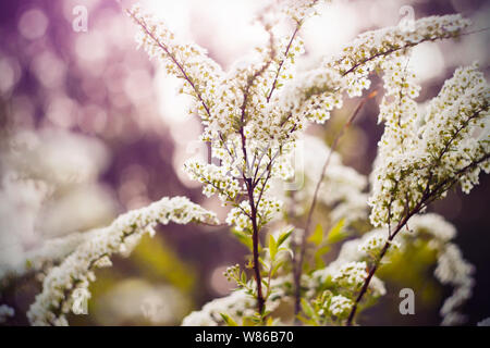 Fleurs odorantes blanc pur sur l'élégant spirée branches de fleurs en ensoleillé, chaud, un printemps lumineux. Banque D'Images