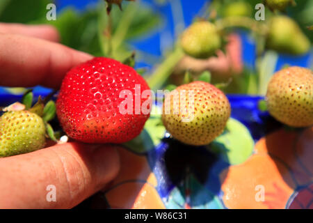 Belle luscious à parfaite maturité de la fraise au soleil d'été Banque D'Images