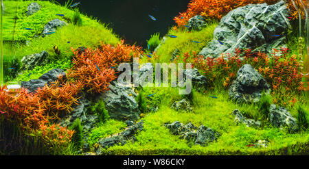 Aquarium de poissons tropicaux plantés Cardinal tetra (Paracheirodon axelrodi) de poissons d'aquarium les plus populaires pour les plantes aquatiques. Belle tropic Banque D'Images