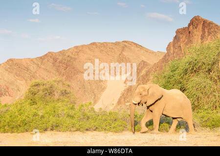 L'éléphant africain (Loxodonta africana) Bull, adaptés à la marche de l'éléphant du désert de rivière Hoanib, désert, Namibie Kaokoland Banque D'Images