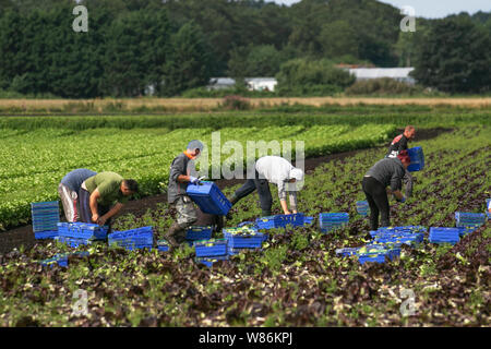 Tarleton, Lancashire. 8 Aug 2019. Météo France : bien que les conditions des travailleurs migrants de l'UE dans la laitue récolte Tarleton. Brexit pénuries alimentaires sont peu susceptibles d'influencer cette région rurale de Lancashire avec de vastes zones sous verre qui produit des légumes de supermarché toute l'année. MediaWorldImages ; crédit/Alamy Live News Banque D'Images