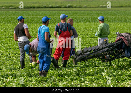 Tarleton, Lancashire. 8 Aug 2019. Météo France : bien que les conditions des travailleurs migrants de l'UE dans la laitue récolte Tarleton. Brexit pénuries alimentaires sont peu susceptibles d'influencer cette région rurale de Lancashire avec de vastes zones sous verre qui produit des légumes de supermarché toute l'année. MediaWorldImages ; crédit/Alamy Live News Banque D'Images