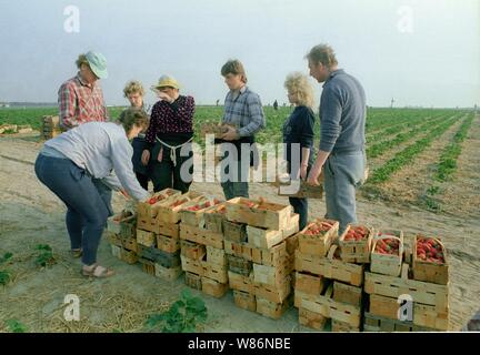 01 janvier 1990, Berlin, Glindow : Brandenburg/RDA/Agriculture/1990 GPG-Glindow (Gaertnerische Poduktions-Gesellschaft près de Potsdam). Récolte de fraises. Les fraises sont recueillies dans des coutres de puce, puis repris par un tracteur avec remorque. En plus des ouvriers saisonniers de Pologne, les pensionnés de la RDA ont été également employés. Les travailleurs polonais dans le domaine. Meilleure qualité d'image ; prise de vue exacte pas de date connue. Photo : Paul Glaser/dpa-Zentralbild/ZB Banque D'Images