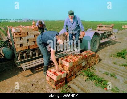 01 janvier 1990, Berlin, Glindow : Brandenburg/RDA/Agriculture/1990 GPG-Glindow (Gaertnerische Poduktions-Gesellschaft près de Potsdam). Récolte de fraises. Les fraises sont recueillies dans des coutres de puce, puis repris par un tracteur avec remorque. En plus des ouvriers saisonniers de Pologne, les pensionnés de la RDA ont été également employés. Les travailleurs polonais dans le domaine. Meilleure qualité d'image ; prise de vue exacte pas de date connue. Photo : Paul Glaser/dpa-Zentralbild/ZB Banque D'Images