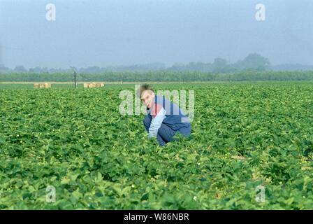 01 janvier 1990, Berlin, Glindow : Brandenburg/RDA/Agriculture/1990 GPG-Glindow (Gaertnerische Poduktions-Gesellschaft près de Potsdam). Récolte de fraises. Les fraises sont recueillies dans des coutres de puce, puis repris par un tracteur avec remorque. En plus des ouvriers saisonniers de Pologne, les pensionnés de la RDA ont été également employés. Les travailleurs polonais dans le domaine. Meilleure qualité d'image ; prise de vue exacte pas de date connue. Photo : Paul Glaser/dpa-Zentralbild/ZB Banque D'Images