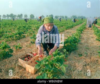 01 janvier 1990, Berlin, Glindow : Brandenburg/RDA/Agriculture/1990 GPG-Glindow (Gaertnerische Poduktions-Gesellschaft près de Potsdam). Récolte de fraises. Les fraises sont recueillies dans des coutres de puce, puis repris par un tracteur avec remorque. En plus des ouvriers saisonniers de Pologne, les pensionnés de la RDA ont été également employés. Les travailleurs polonais dans le domaine. Meilleure qualité d'image ; prise de vue exacte pas de date connue. Photo : Paul Glaser/dpa-Zentralbild/ZB Banque D'Images