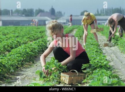 01 janvier 1990, Berlin, Glindow : Brandenburg/RDA/Agriculture/1990 GPG-Glindow (Gaertnerische Poduktions-Gesellschaft près de Potsdam). Récolte de fraises. Les fraises sont recueillies dans des coutres de puce, puis repris par un tracteur avec remorque. En plus des ouvriers saisonniers de Pologne, les pensionnés de la RDA ont été également employés. Les travailleurs polonais dans le domaine. Meilleure qualité d'image ; prise de vue exacte pas de date connue. Photo : Paul Glaser/dpa-Zentralbild/ZB Banque D'Images